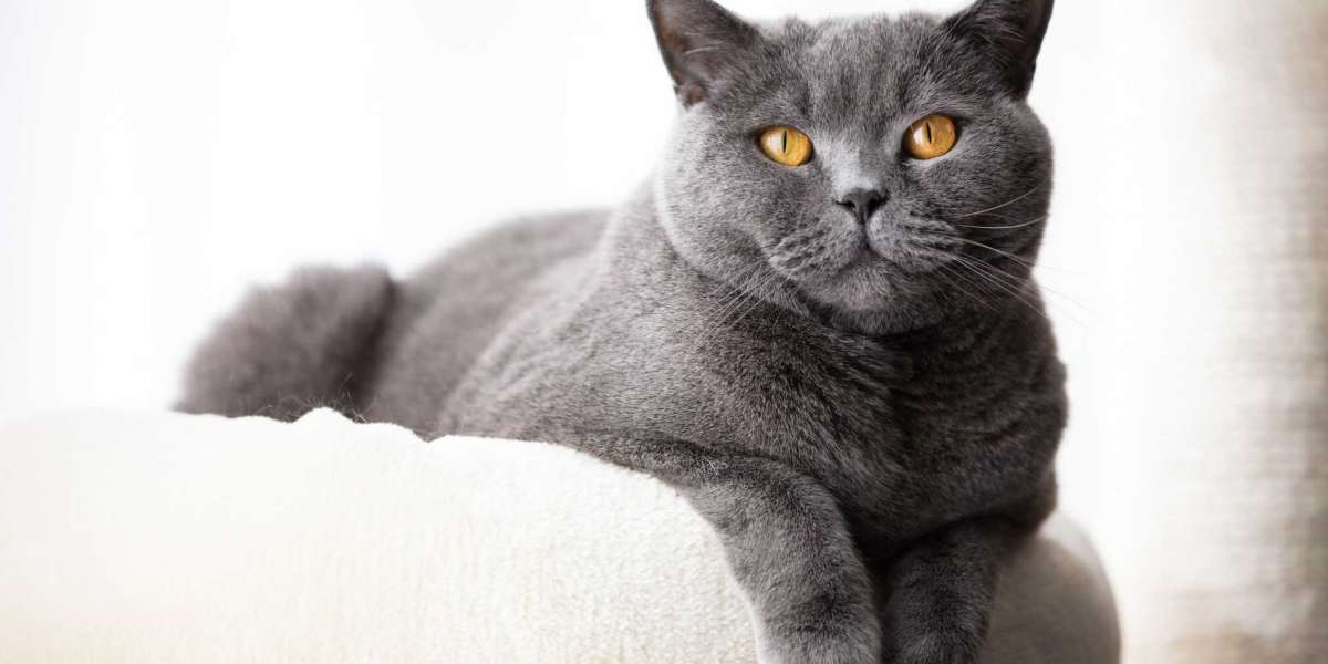 British Shorthair Cat Behaviour: What You Need to Know