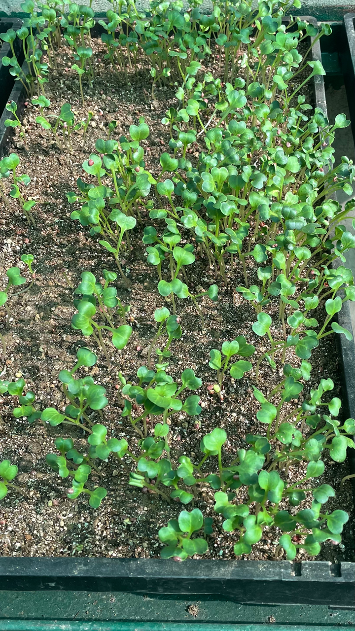 Tishika Organic Microgreens - 100 grams | https://www.tishikaorganic.com/