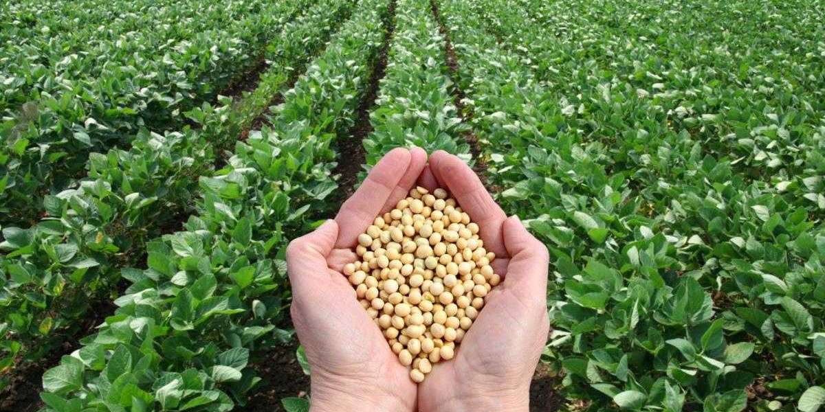 Soybean Market is Anticipated to Register 8.67%CAGR through 2031