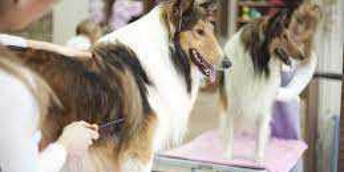 The Secret Of RIGHT DOG TRAINER